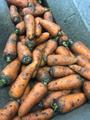 Морковь крупная и на пром. переработку